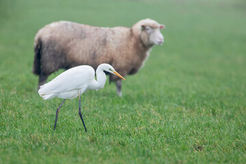Great Egret (Ardea alba) looking for mice on grass field with sheep in background, the Netherlands