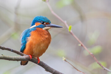 Male Common Kingfisher (Alcedo atthis) on branch, the Netherlands
