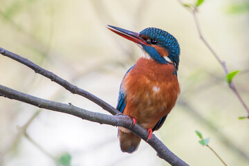 Female Common Kingfisher (Alcedo atthis) on branch, the Netherlands