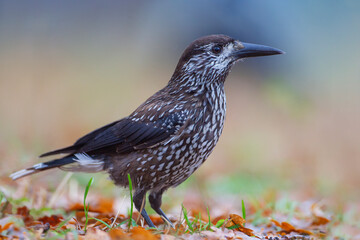 Spotted Nutcracker (Nucifraga caryocatactes) in the Netherlands