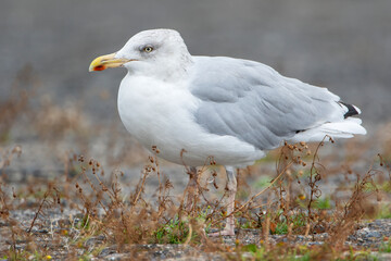 European Herring Gull (Larus argentatus), the Netherlands