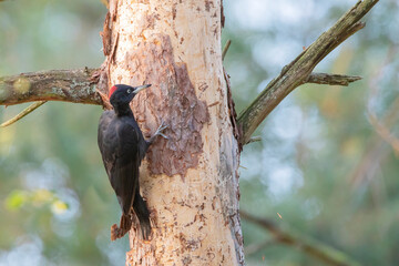 Black Woodpecker (Dryocopus martius) searching for food on tree, the Netherlands