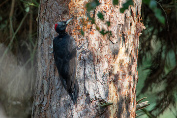 Black Woodpecker (Dryocopus martius) searching for food on tree, the Netherlands