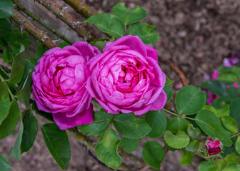 Historical roses Jules Margottin. Very beautiful shrub rose