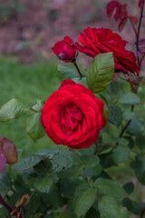 Rose Shalom. Exquisite varieties of roses
