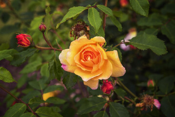 Park roses with long flowering, for decorating park areas