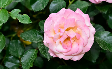 pink blooming rose plant in rural areas