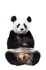 Obraz premium A Panda Seated Alone, Isolated on a Transparent Background, Perfect for Wildlife, Animal, or Nature-Themed Designs