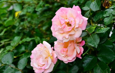 pink blooming rose plant in rural areas