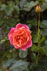 The climbing rose Peach Melba