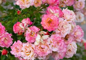 Fototapeta premium pink blooming rose plant in rural areas