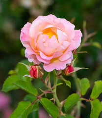 pink blooming rose plant in rural areas