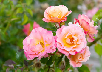 Fototapeta premium pink blooming rose plant in rural areas