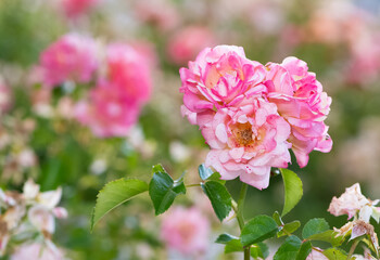 Fototapeta premium pink blooming rose plant in rural areas