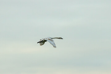 Adult White Swan (Cygnus olor), commonly found in wetlands, Baldoyle Racecourse, Dublin, Ireland