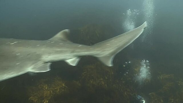Monaco Requins 7 branchies tape plongeur sur tete ******