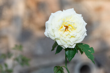 pink blooming rose plant in rural areas