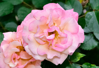 pink blooming rose plant in rural areas