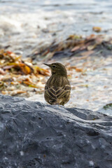 European Rock Pipit (Anthus petrosus), commonly found in rocky coasts of Europe, Bull Island, Ireland