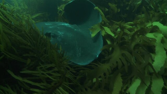 A large stingray (Dasyatis pastinaca) swims gracefully among the kelp near the seafloor, blending seamlessly into its environment. Check my portfolio for more stingray footage.