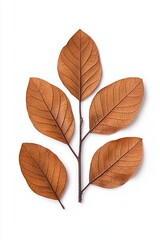 Obraz premium Aesthetic collection of dried, brown leaves arranged artfully on a clean white surface.