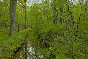 Ditch with dark water between fresh green spring trees in De Liereman nature reserve, near...