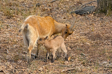 Mom goat nursing baby in a forest in the flemish countryside - Capra aegagrus hircus 