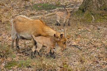 Group of brown domestic goats with lambs in a forest in Turnhoutse Venen nature reserve, Turnhout, Flanders, Belgium - Capra aegagrus hircus 