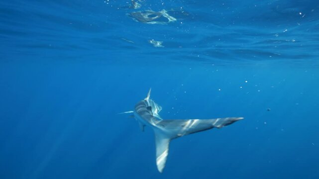 A blue shark - Prionace glauca - swims toward the camera with a fishing hook lodged in its mouth.