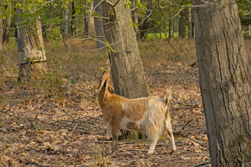 Brown goat eating leaves from a tree in a forest in Turnhoutse Vennen nature reserve, Turnhout,...