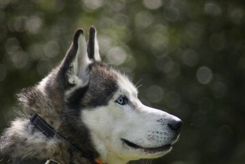 Husky with blue eyes.