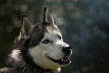 Husky with blue eyes.