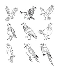 A collection of nine Line Art Vectors birds, including eagles, pigeons, and parrots