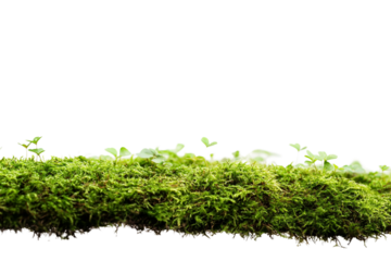 A patch of green moss, isolated on a transparent background, ideal for nature, gardening, or environmental-themed designs.