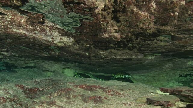 Four turtles rest peacefully at the bottom of a crevice within a Mexican cenote, surrounded by clear waters and natural light filtering through. Check my portfolio for more turtle footage.