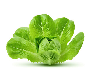 Fototapeta premium Salad leaf, lettuce, isolated on white background