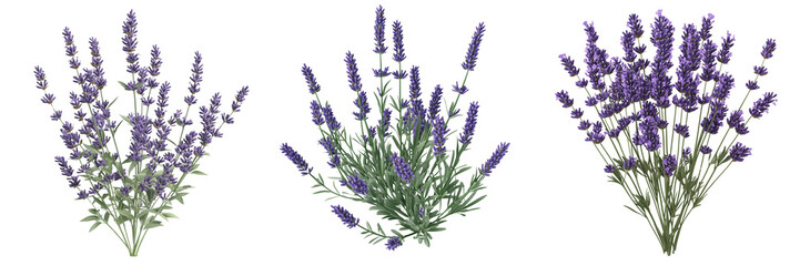 Naklejka premium set of lavender plant , on a transparent background 