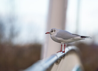 A Black headed gull on a metal railing. Very narrow depth of field highlighting the beautiful bird.