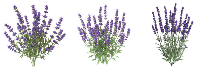 Fototapeta premium set of lavender plant , on a transparent background 