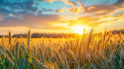 Fototapeta premium Golden Wheat Field at Sunset with Dramatic Sky and Beautiful Warm Light Illuminating Nature's Serenity and Abundant Harvest in Rural Landscape