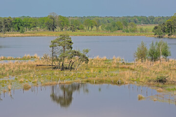 Blue lake in the heaths, with trees reflecting in the water in Turnhoutse vennen nature reserve, Turnhout, Flanders, Belgium. high angle view 