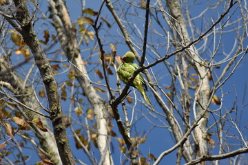 Rose-ringed parakeet bird (Psittacula krameri 