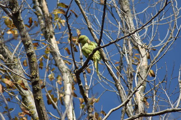 Rose-ringed parakeet bird (Psittacula krameri 