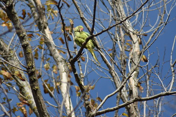 Rose-ringed parakeet bird (Psittacula krameri 