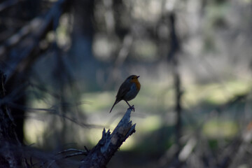 European robin bird (Erithacus rubecula 