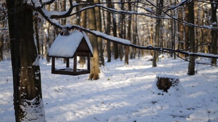 Feeder on a tree in a winter forest