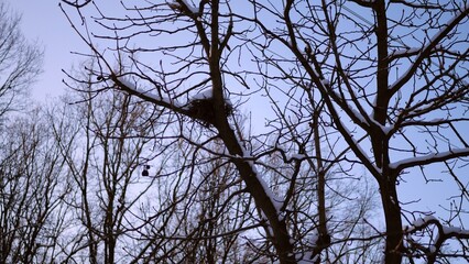 A bird's nest on a snowy tree Bird's nest in winter