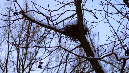A bird's nest on a snowy tree Bird's nest in winter