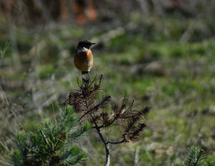 A nice stonechat bird (Saxicola rubicola)