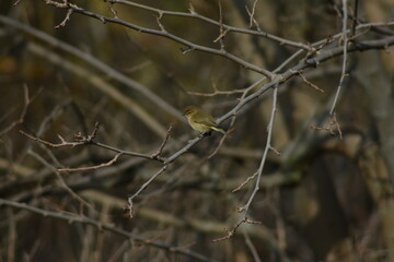 Common chiffchaff bird (Phylloscopus collybita )